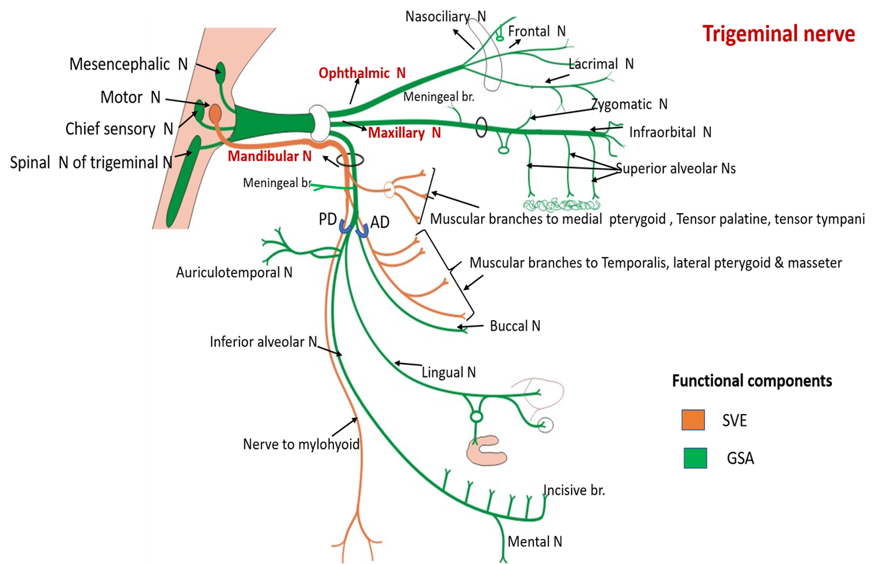 Fibre del trigemino e organizzazione del ganglio di Gasser