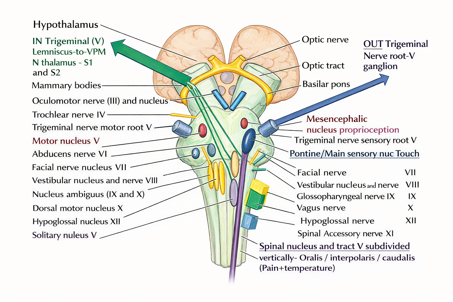 Vie trigeminali e nuclei sensitivi del trigemino