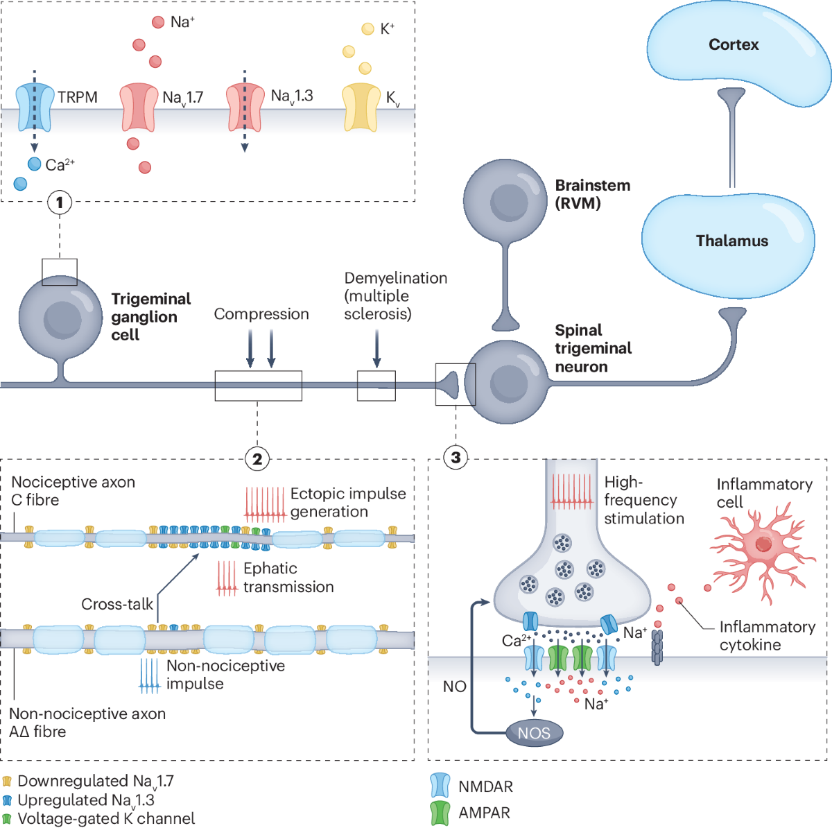 Schema della conduzione ephaptica nel trigemino